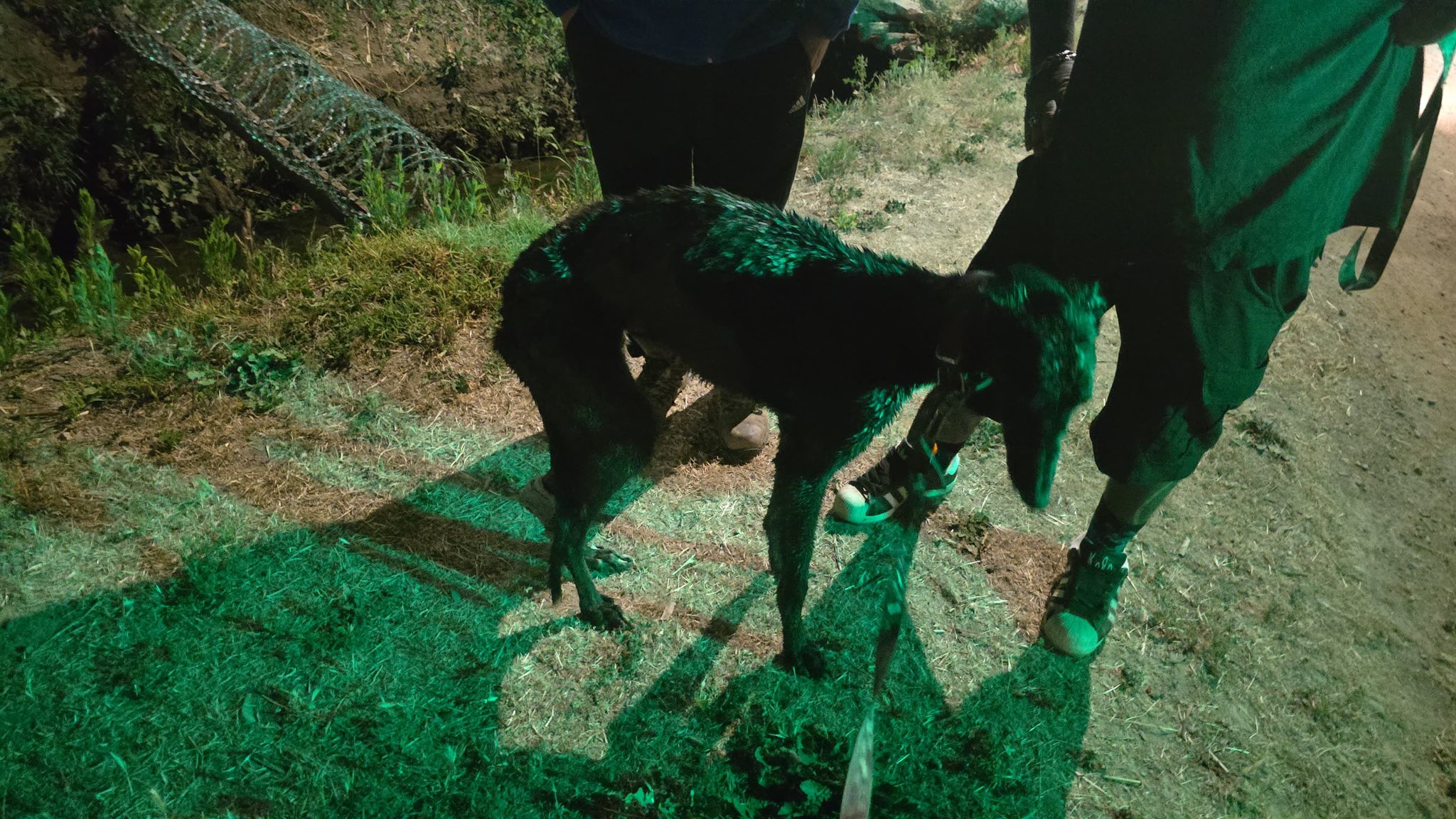 “Brownie” fue rescatado tras ser arrojado a un canal en La Calera.