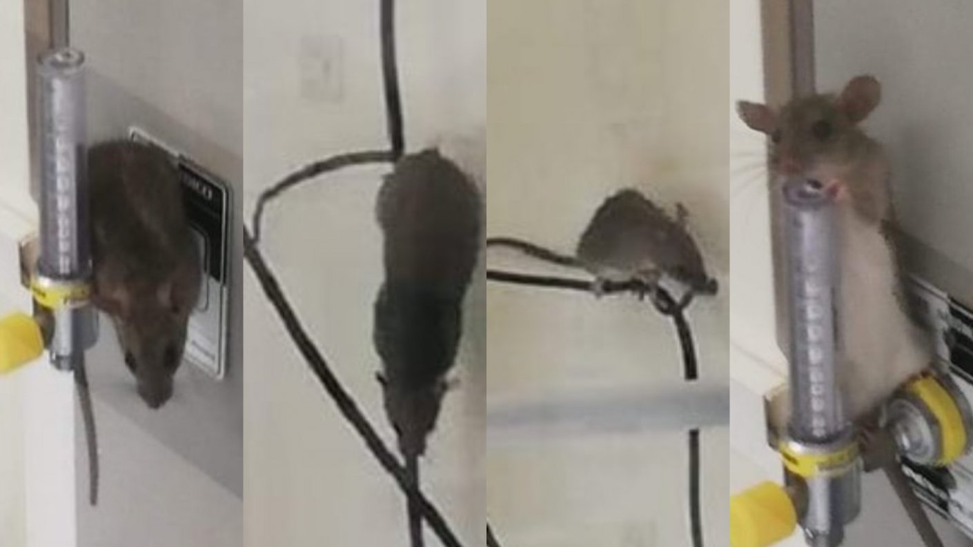 Hospital Biprovincial aclaró medidas de control de plagas tras un registro que mostró un roedor en Urgencias. Usuarios piden mejorar el entorno.