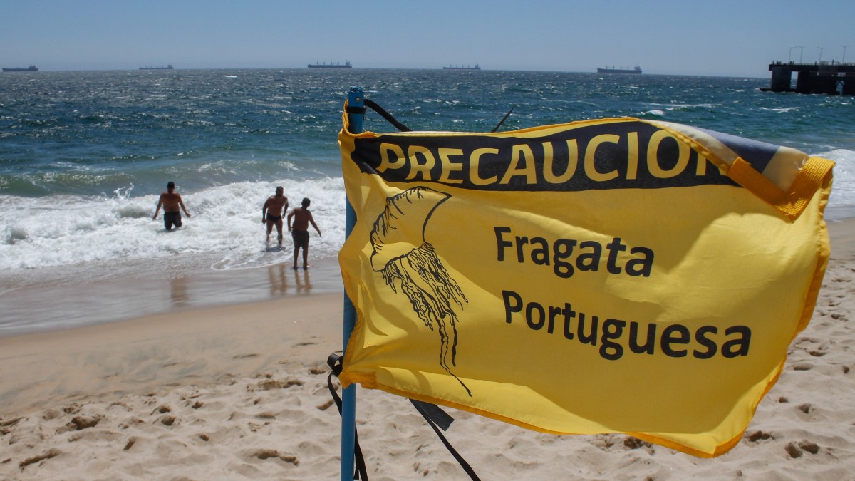 Autoridades prohibieron el baño en playas del litoral central tras la presencia de fragata portuguesa, especie altamente venenosa que representa riesgo para la salud.