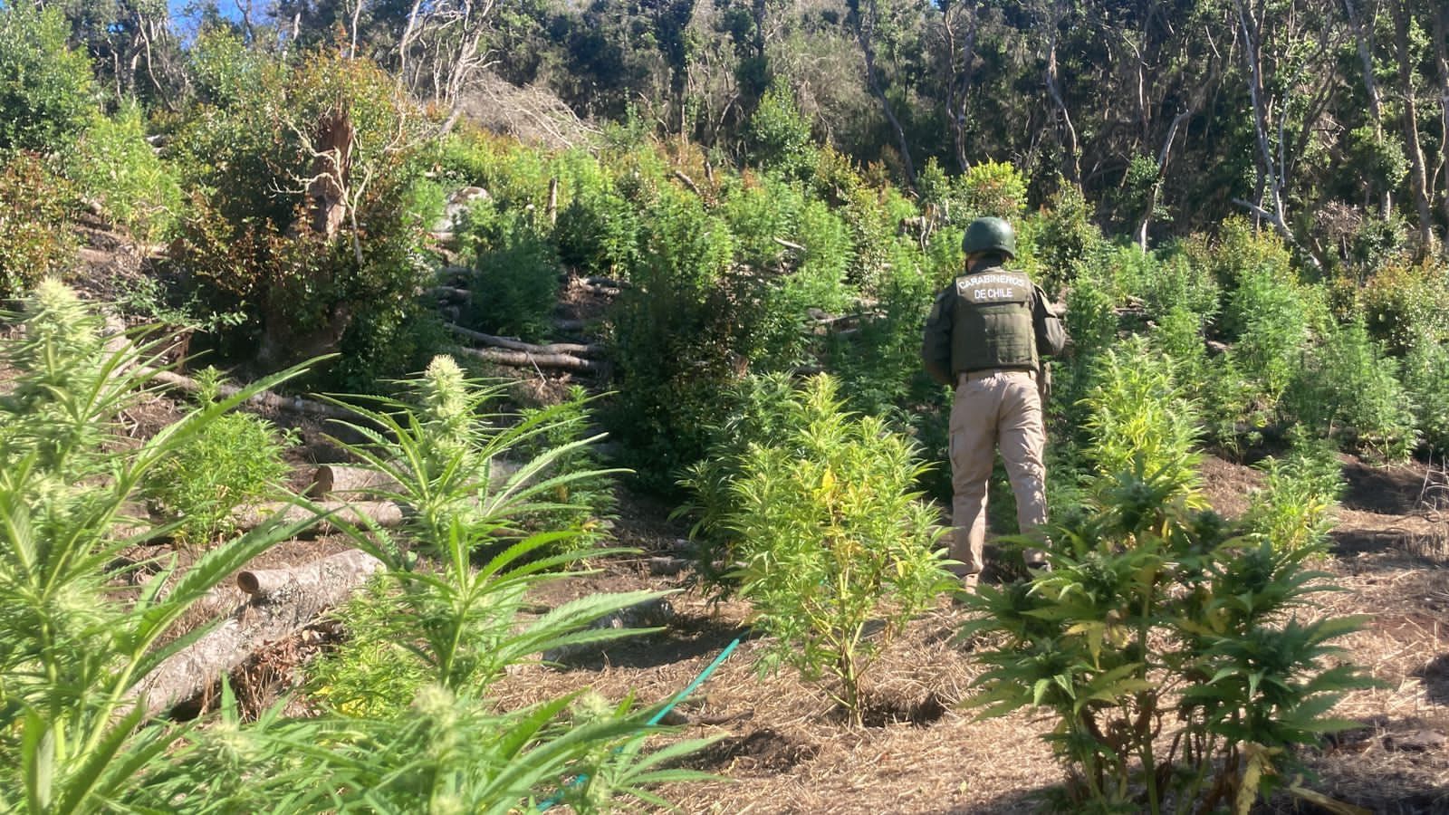 Carabineros del OS7 decomisó y destruyó más de 3.200 plantas de marihuana en un operativo realizado en la comuna de Petorca.