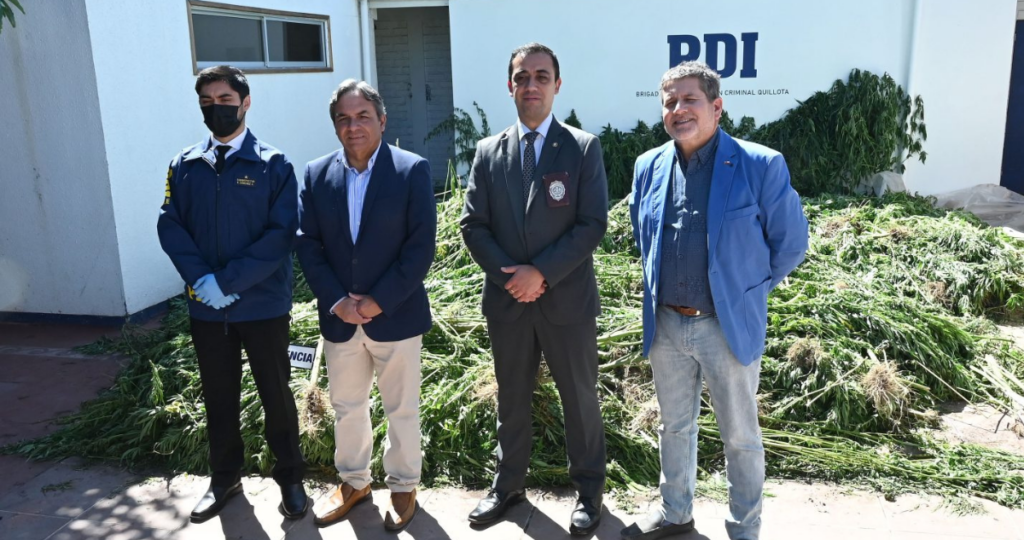 La PDI desbarató dos invernaderos con casi 900 plantas de marihuana en Quillota. La droga fue avaluada en cerca de $600 millones.