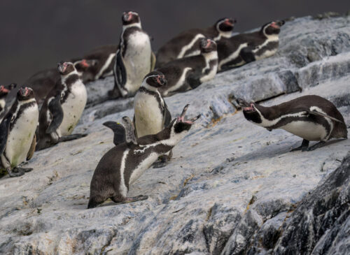 Más de 200 organizaciones acusaron retrocesos ambientales tras el retiro de 43 decretos impulsado por el gobierno de José Antonio Kast.