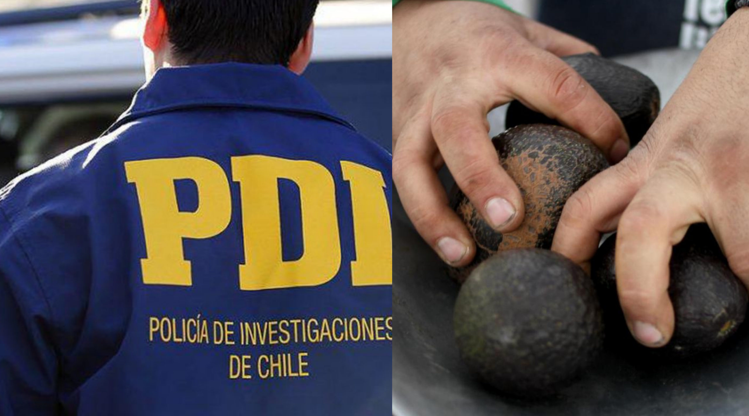Un hombre murió baleado en un predio agrícola de Quillota tras un presunto robo de paltas. El cuidador del terreno quedó detenido mientras se investiga el caso.