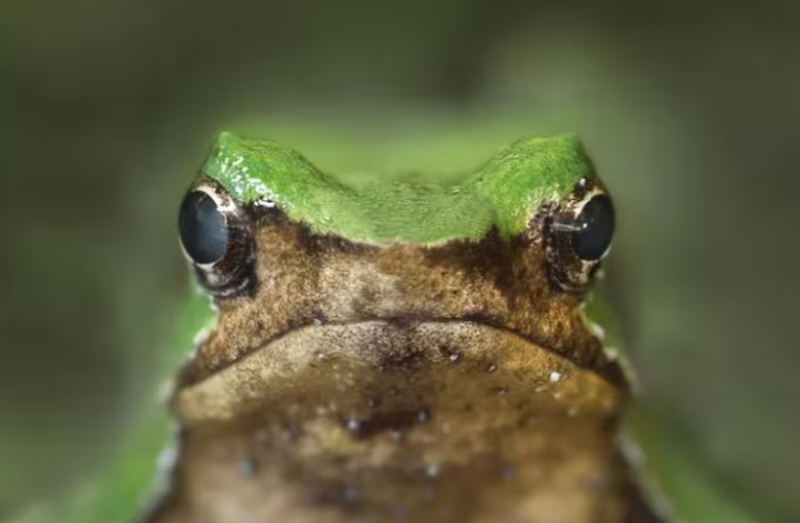 Contraloría aprobó el plan de protección de la ranita de Darwin tras el reingreso del decreto por parte del Gobierno.