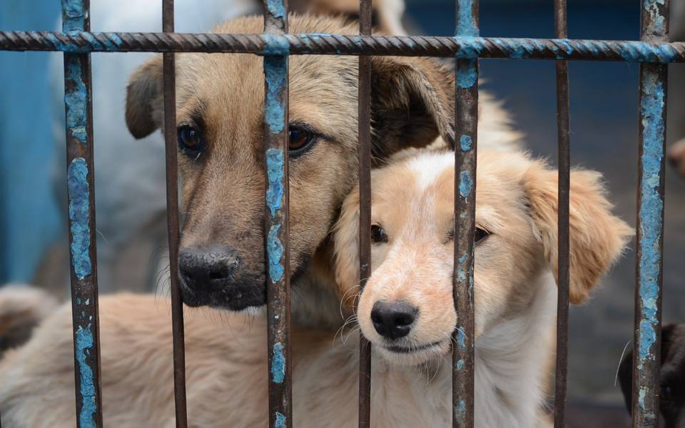 El Gobierno retiró de Contraloría el reglamento que buscaba actualizar la Ley Cholito, lo que generó preocupación entre organizaciones animalistas por posibles retrocesos en protección animal.