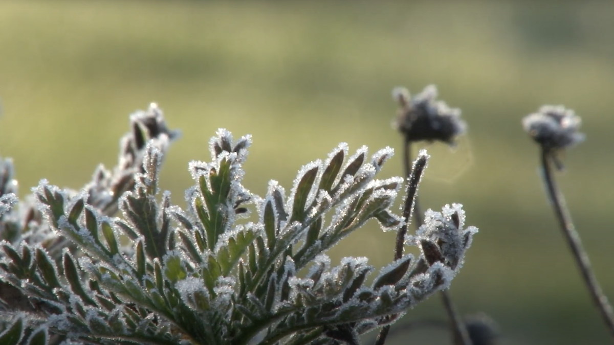 La Dirección Meteorológica de Chile pronosticó heladas de hasta -4 °C y probabilidad de escarcha en la Región de Valparaíso entre el 2 y el 3 de julio. Revisa las zonas y temperaturas previstas.