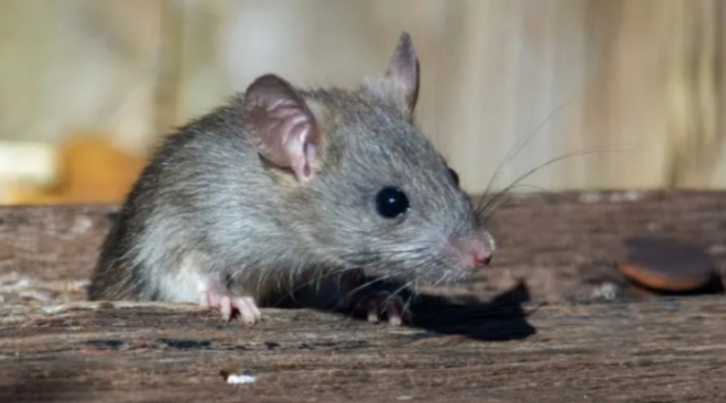 El Minsal decretó alerta sanitaria por hantavirus entre Atacama y Magallanes tras el aumento de la letalidad. El virus registra 46 casos y 18 fallecidos este año.