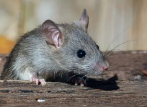 El Minsal decretó alerta sanitaria por hantavirus entre Atacama y Magallanes tras el aumento de la letalidad. El virus registra 46 casos y 18 fallecidos este año.