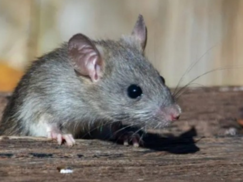El Minsal decretó alerta sanitaria por hantavirus entre Atacama y Magallanes tras el aumento de la letalidad. El virus registra 46 casos y 18 fallecidos este año.
