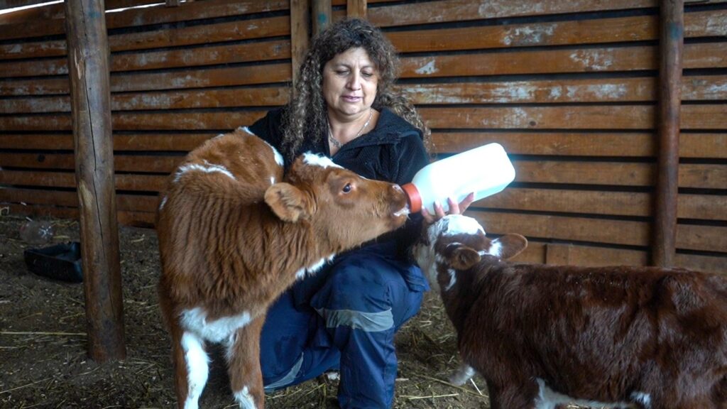 COLUN donó 200 sacos de sustituto lácteo, equivalentes a cinco toneladas, para beneficiar a crianceros de 20 localidades de Petorca.