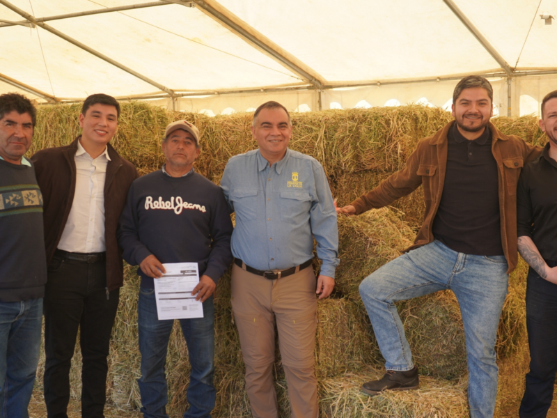Tras los temporales, La Ligua inició la entrega de 3.000 fardos de pasto a crianceros de la comuna, mediante una inversión municipal de $34,5 millones.