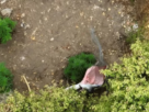 La alcaldesa de La Cruz, Filomena Navia, enfrenta críticas tras la filtración de un audio, posteriormente difundido por Radio Biobío, sobre el hallazgo de un terreno con plantas de marihuana. Concejalas anunciaron acciones de fiscalización.