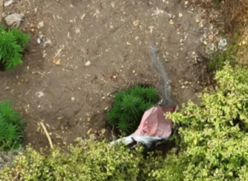 La alcaldesa de La Cruz, Filomena Navia, enfrenta críticas tras la filtración de un audio, posteriormente difundido por Radio Biobío, sobre el hallazgo de un terreno con plantas de marihuana. Concejalas anunciaron acciones de fiscalización.