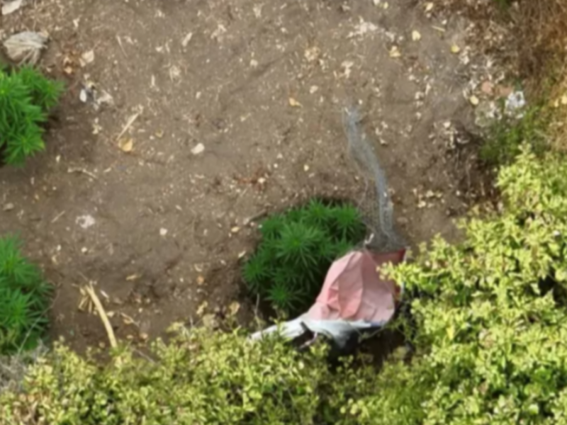 La alcaldesa de La Cruz, Filomena Navia, enfrenta críticas tras la filtración de un audio, posteriormente difundido por Radio Biobío, sobre el hallazgo de un terreno con plantas de marihuana. Concejalas anunciaron acciones de fiscalización.