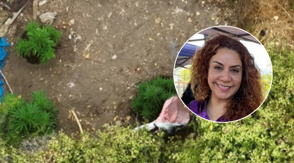 La Fiscalía de La Calera abrió dos investigaciones por el hallazgo de una plantación de marihuana en La Cruz. Una de ellas busca establecer una eventual omisión de denuncia por parte de la alcaldesa Filomena Navia.