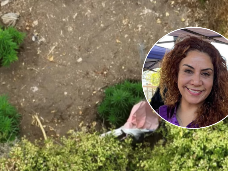La Fiscalía de La Calera abrió dos investigaciones por el hallazgo de una plantación de marihuana en La Cruz. Una de ellas busca establecer una eventual omisión de denuncia por parte de la alcaldesa Filomena Navia.