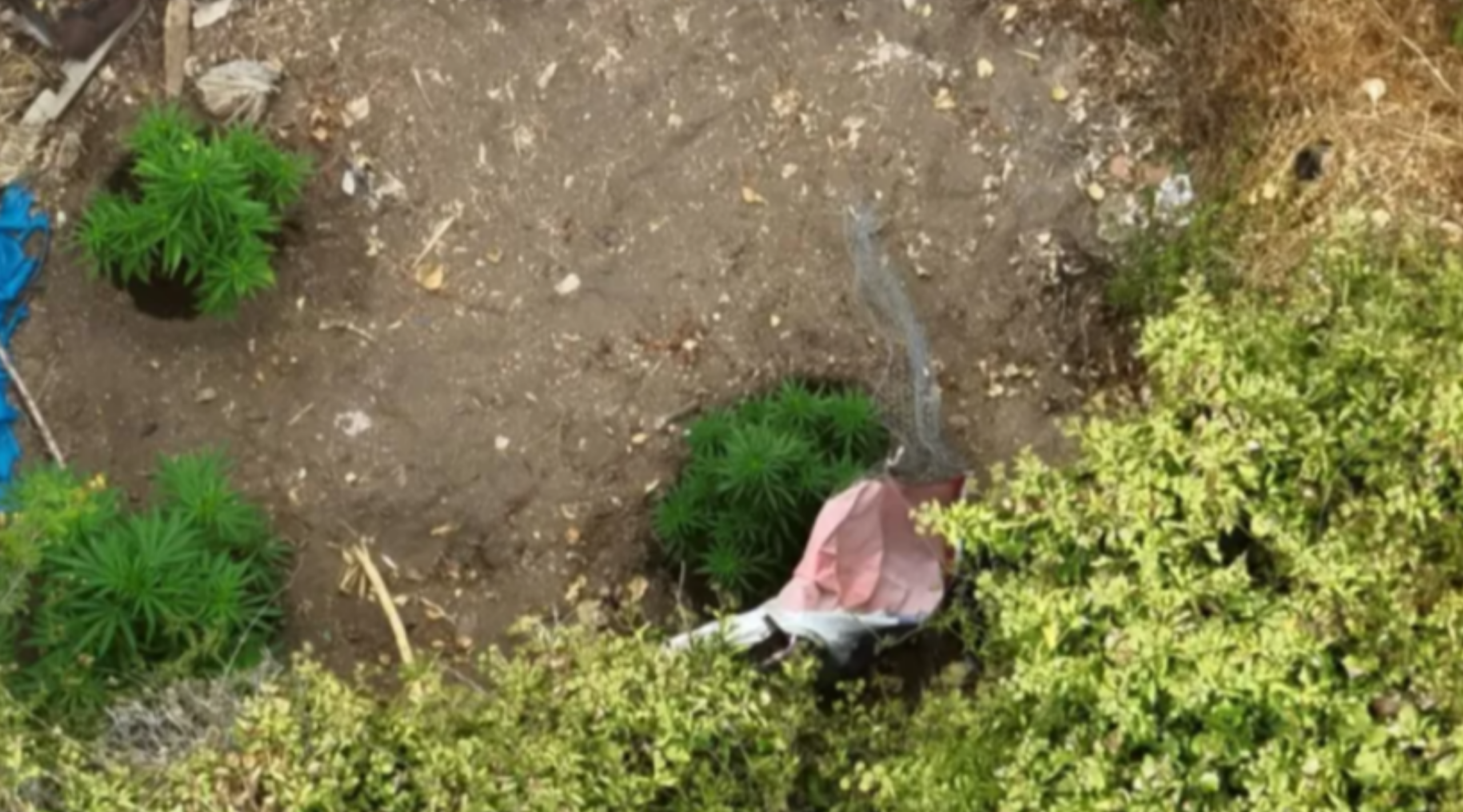 La alcaldesa de La Cruz, Filomena Navia, enfrenta críticas tras la filtración de un audio, posteriormente difundido por Radio Biobío, sobre el hallazgo de un terreno con plantas de marihuana. Concejalas anunciaron acciones de fiscalización.