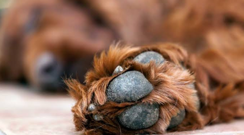 La muerte de 10 perros en el sector Cai Cai de Olmué es investigada por la PDI. El municipio anunció una querella contra quienes resulten responsables.