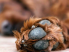 La muerte de 10 perros en el sector Cai Cai de Olmué es investigada por la PDI. El municipio anunció una querella contra quienes resulten responsables.