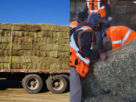 “Rancheros por La Ligua” permitió reunir recursos para adquirir 600 fardos de pasto destinados a crianceros y agricultores afectados por los temporales.
