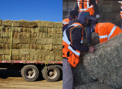 “Rancheros por La Ligua” permitió reunir recursos para adquirir 600 fardos de pasto destinados a crianceros y agricultores afectados por los temporales.