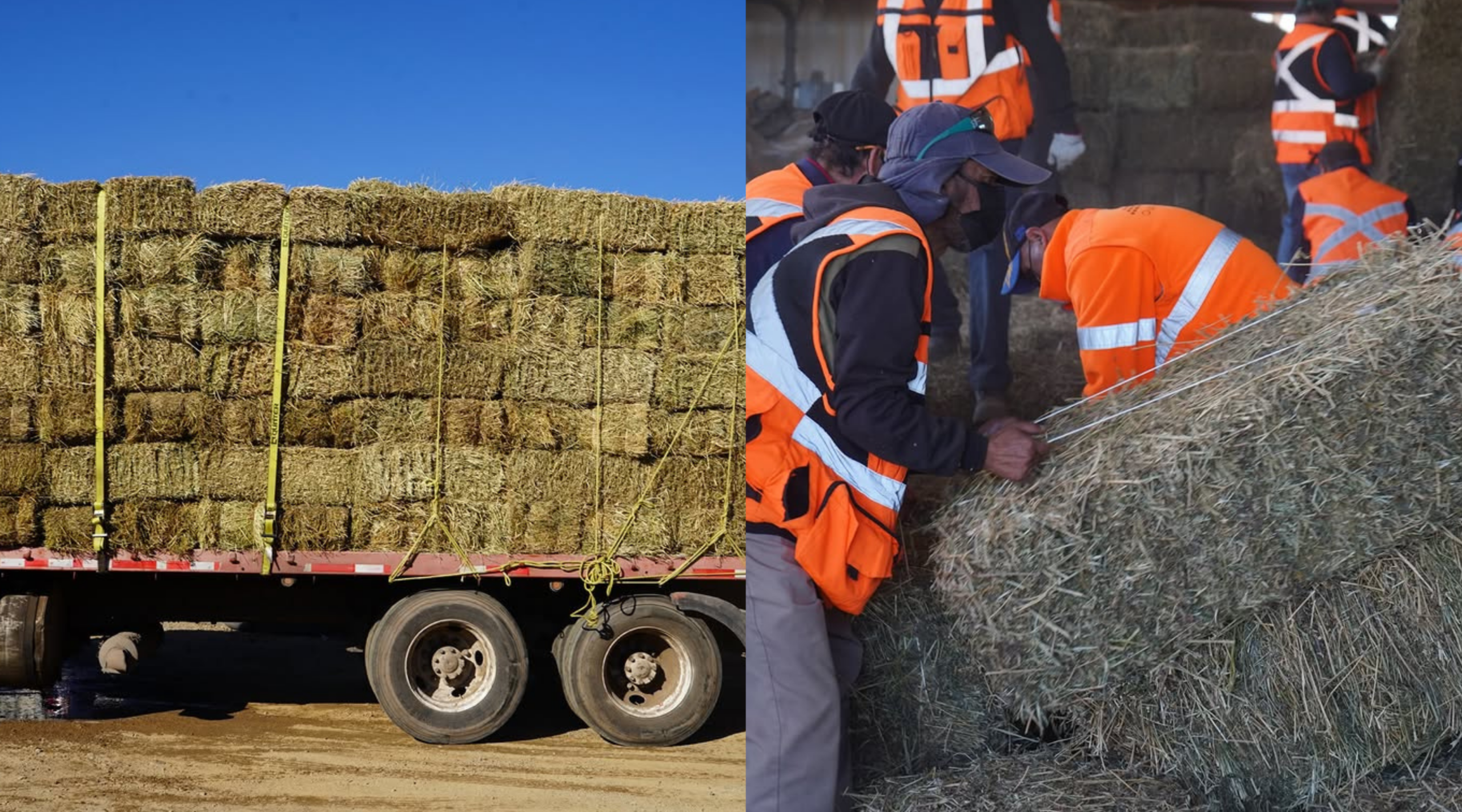 “Rancheros por La Ligua” permitió reunir recursos para adquirir 600 fardos de pasto destinados a crianceros y agricultores afectados por los temporales.