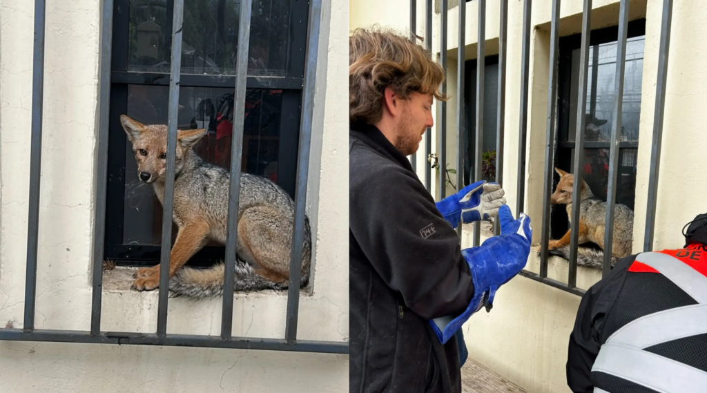 Un zorro culpeo atrapado en el gimnasio municipal de Nogales fue rescatado por equipos municipales y liberado por el SAG en El Garretón.