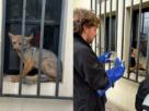 Un zorro culpeo atrapado en el gimnasio municipal de Nogales fue rescatado por equipos municipales y liberado por el SAG en El Garretón.