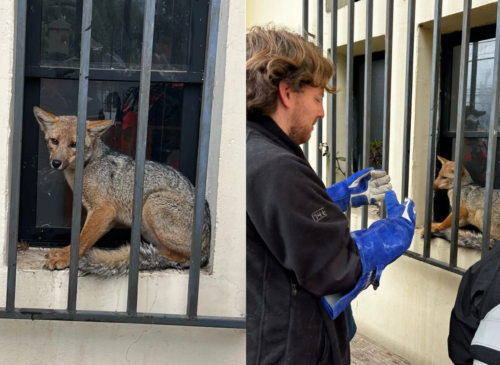 Un zorro culpeo atrapado en el gimnasio municipal de Nogales fue rescatado por equipos municipales y liberado por el SAG en El Garretón.