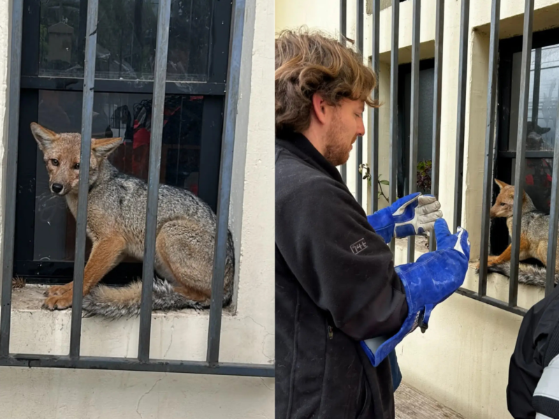 Un zorro culpeo atrapado en el gimnasio municipal de Nogales fue rescatado por equipos municipales y liberado por el SAG en El Garretón.