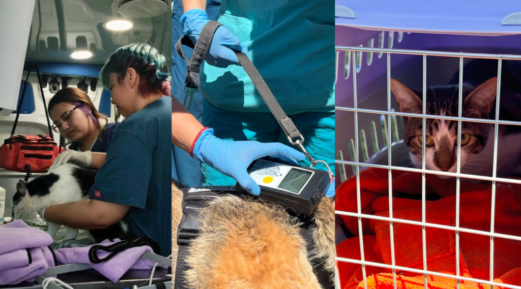 La Cruz realiza operativos veterinarios gratuitos cada 15 días y suma el apoyo de Duoc UC para entregar atención preventiva a las mascotas.