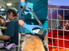 La Cruz realiza operativos veterinarios gratuitos cada 15 días y suma el apoyo de Duoc UC para entregar atención preventiva a las mascotas.