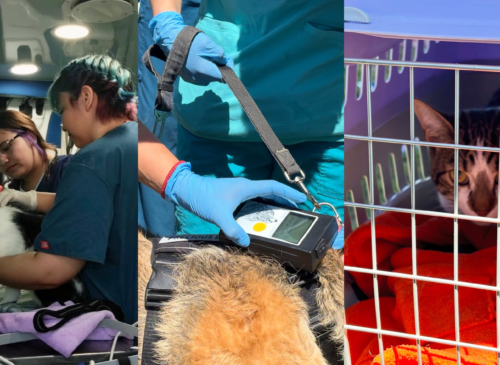 La Cruz realiza operativos veterinarios gratuitos cada 15 días y suma el apoyo de Duoc UC para entregar atención preventiva a las mascotas.
