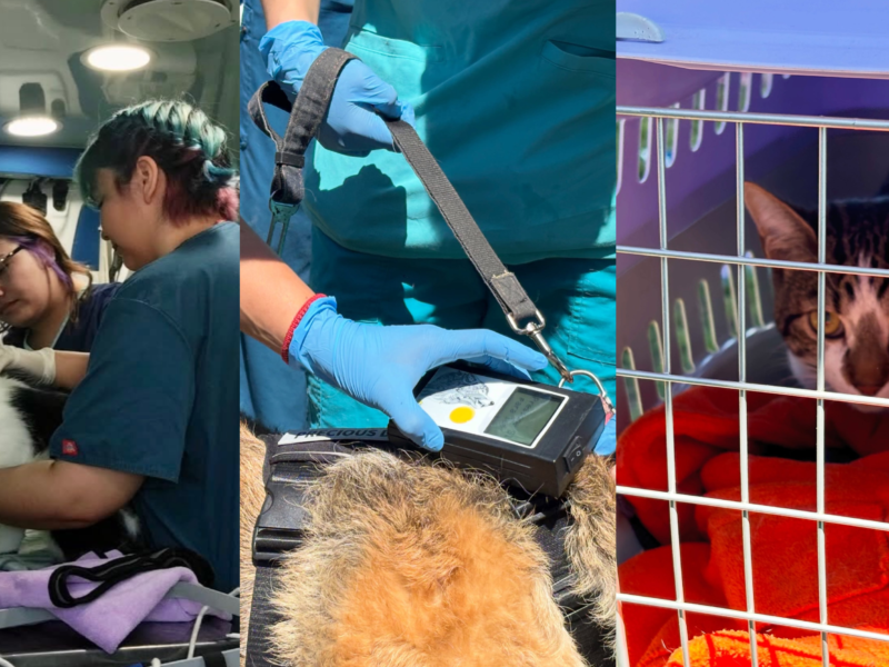 La Cruz realiza operativos veterinarios gratuitos cada 15 días y suma el apoyo de Duoc UC para entregar atención preventiva a las mascotas.