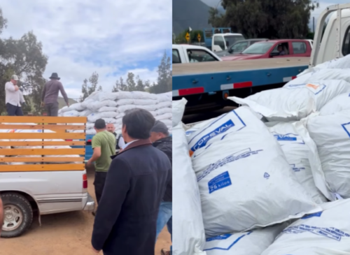 Un total de 52 productores ganaderos de Cabildo recibieron 724 sacos de suplemento alimentario tras la emergencia agrícola de julio.