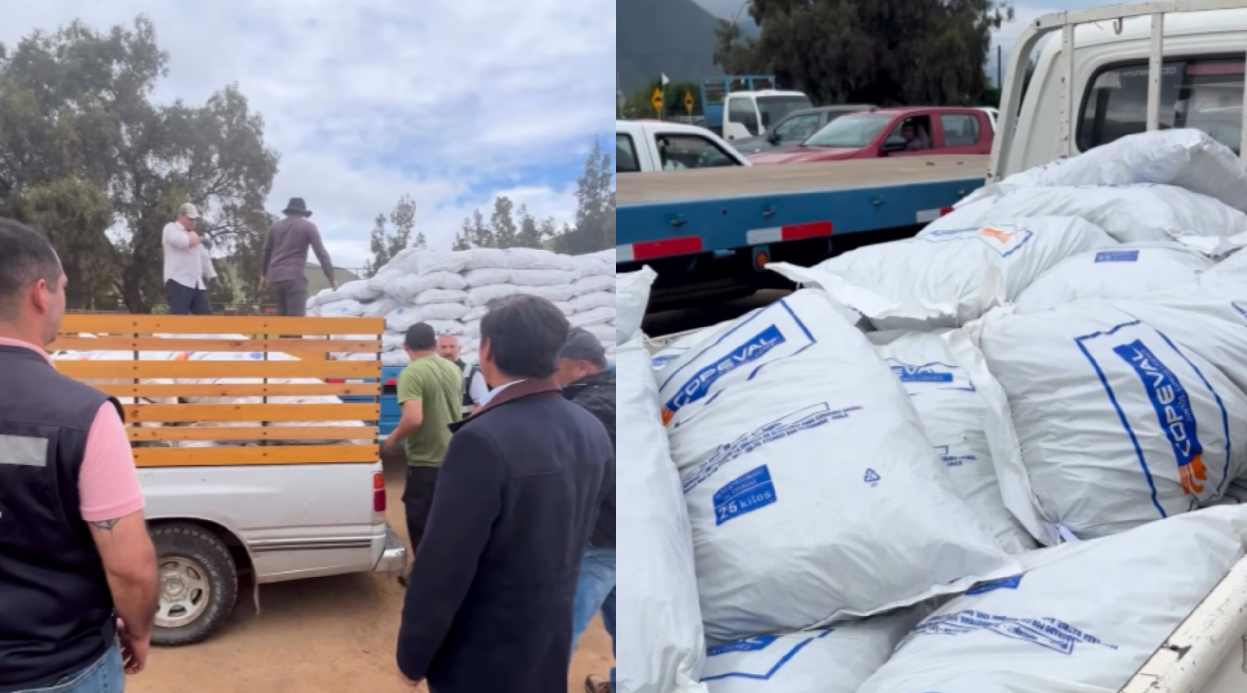 Un total de 52 productores ganaderos de Cabildo recibieron 724 sacos de suplemento alimentario tras la emergencia agrícola de julio.