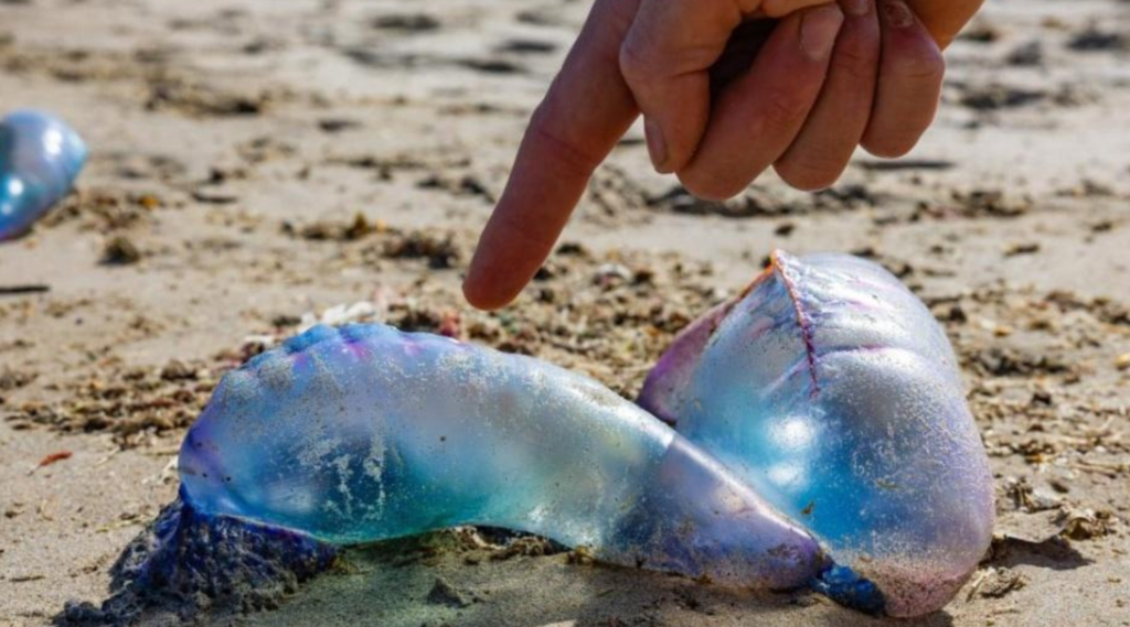 Prohíben el baño y las actividades recreativas en el mar en Maitencillo, Horcón y Las Ventanas por presencia de fragata portuguesa.