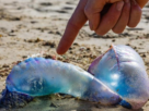 Prohíben el baño y las actividades recreativas en el mar en Maitencillo, Horcón y Las Ventanas por presencia de fragata portuguesa.